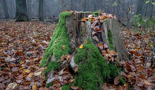 Bemoostes Totholz im Urwald von Hondelage