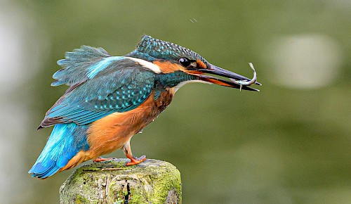 Der farbenprächtige Eisvogel jagt trotz der Kälte in sauberen Gewässern. Er ist auch bei uns in der Schunteraue zu beobachten.
Foto: Jürgen Eickmann