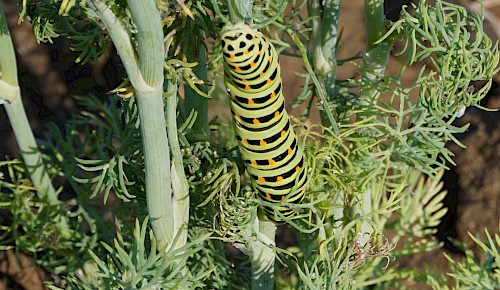 Eine erwachsene Raupe vom inzwischen selten gewordenen Schwalbenschwanz auf der Gemüseanbaufläche am Oberkamp.
Foto: Renate Koch